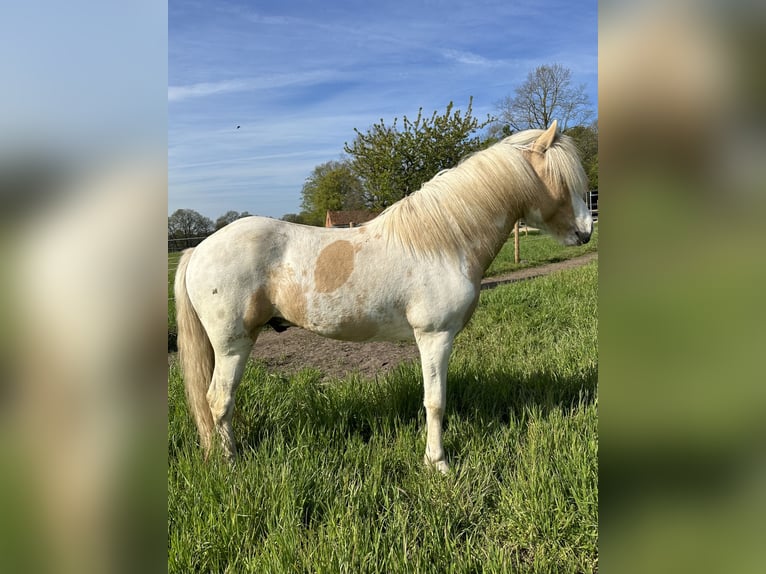 Pony Islandese Stallone in Thuine