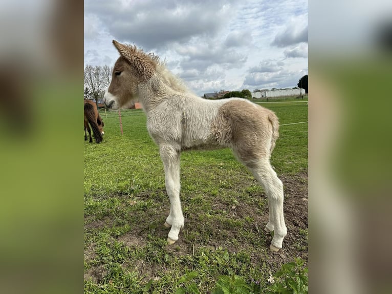 Pony Islandese Stallone in Thuine