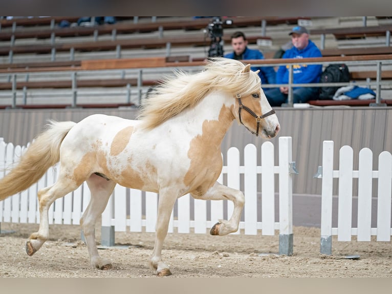 Pony Islandese Stallone in Thuine
