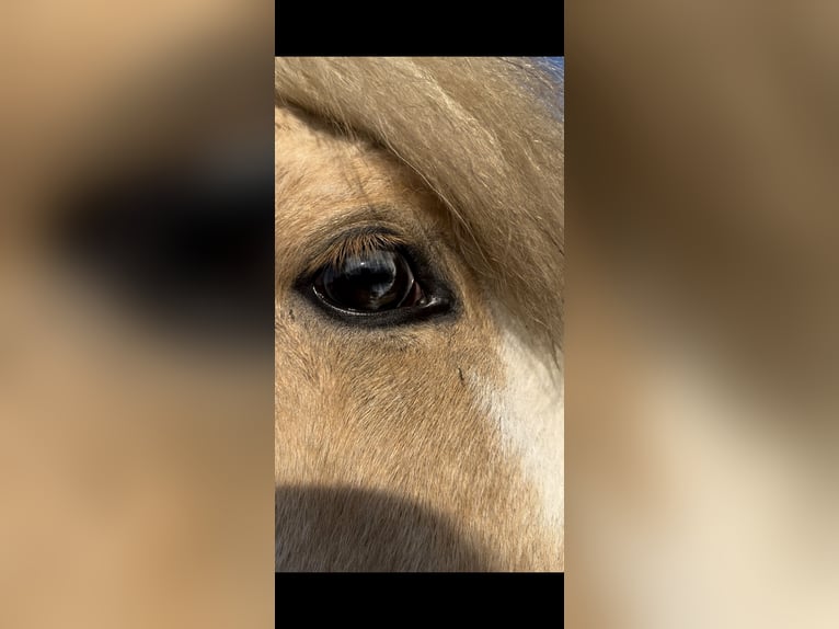 Pony Islandese Stallone in Thuine