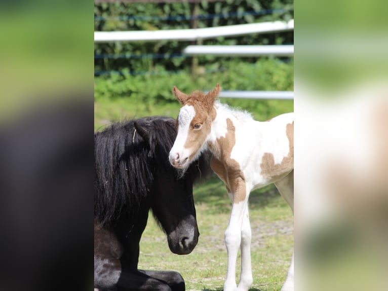 Pony Islandese Stallone in Thuine