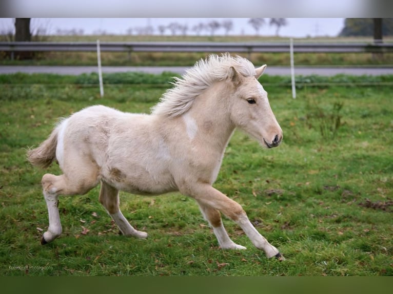 Pony Islandese Stallone in Thuine