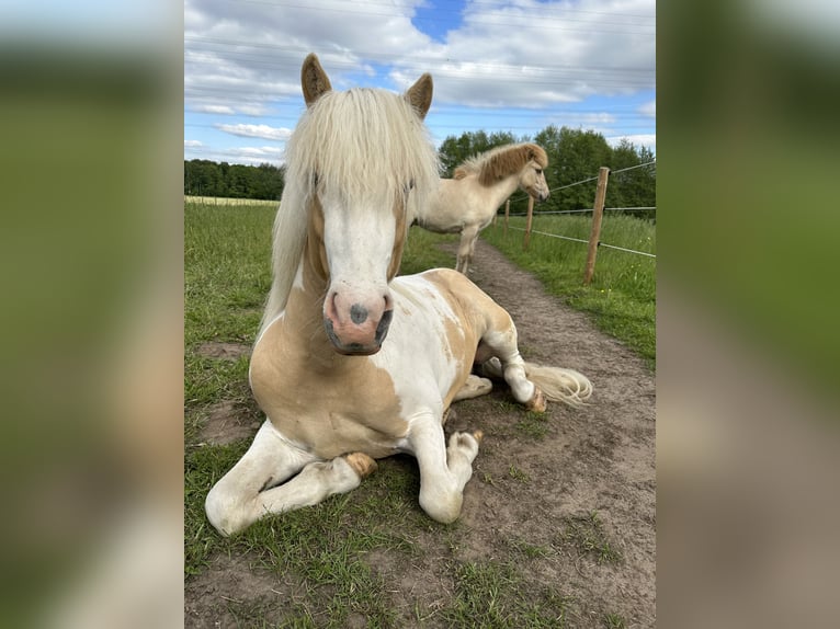 Pony Islandese Stallone in Thuine