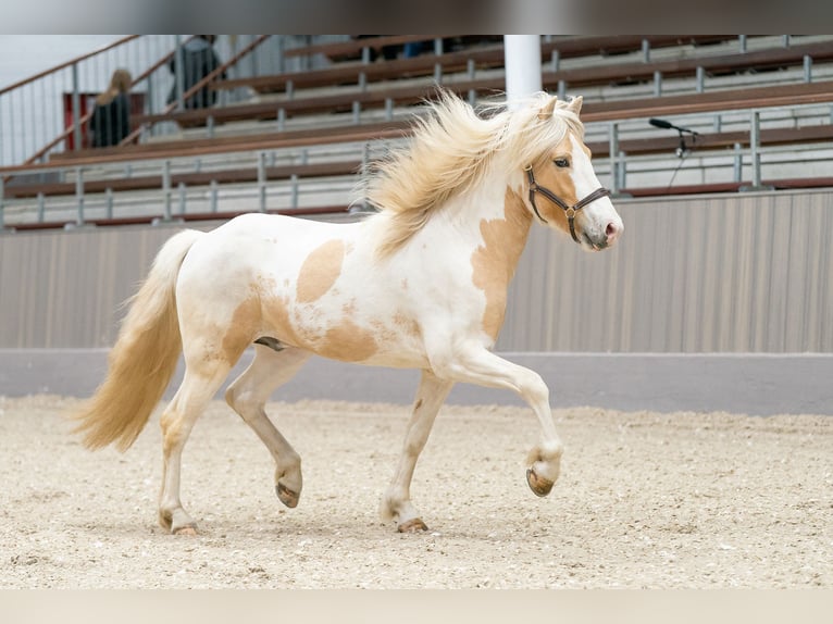 Pony Islandese Stallone in Thuine