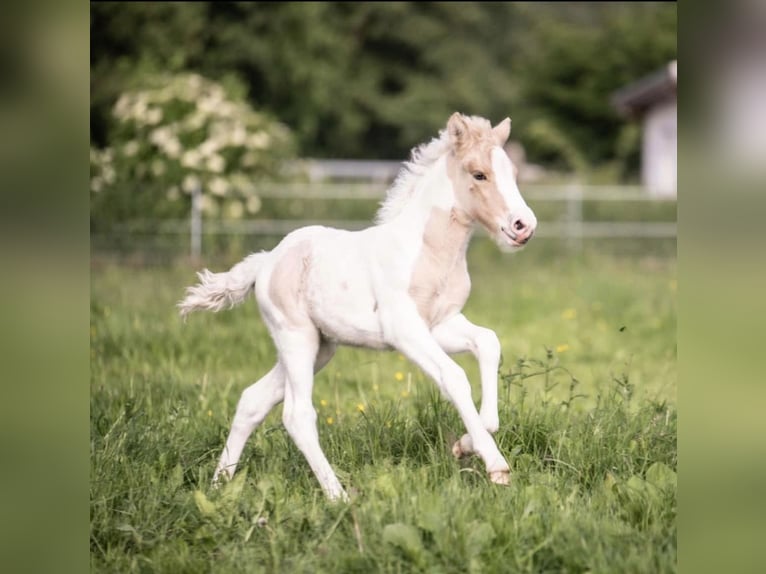 Pony Islandese Stallone in Thuine