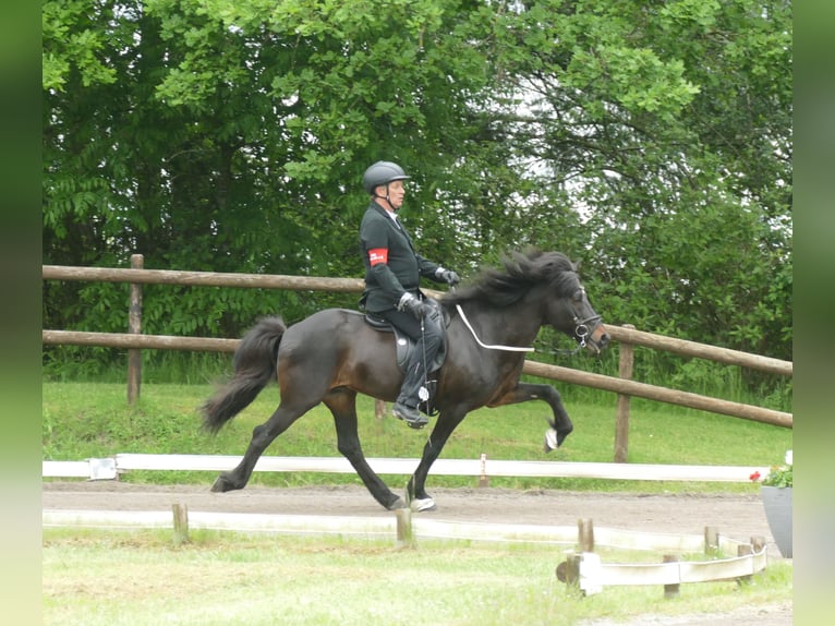 Pony Islandese Stallone in Euskirchen