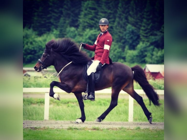 Pony Islandese Stallone in Euskirchen