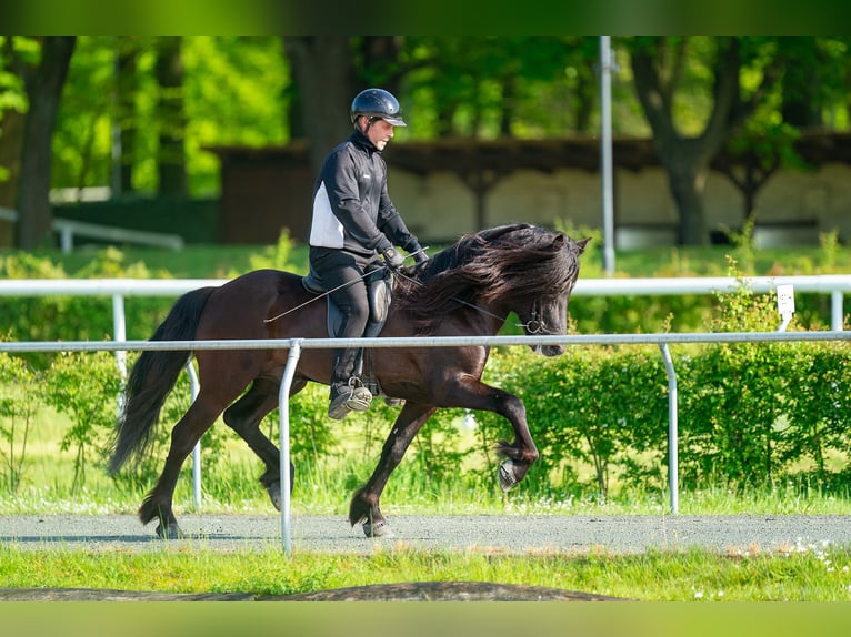 Pony Islandese Stallone in Lochen am See