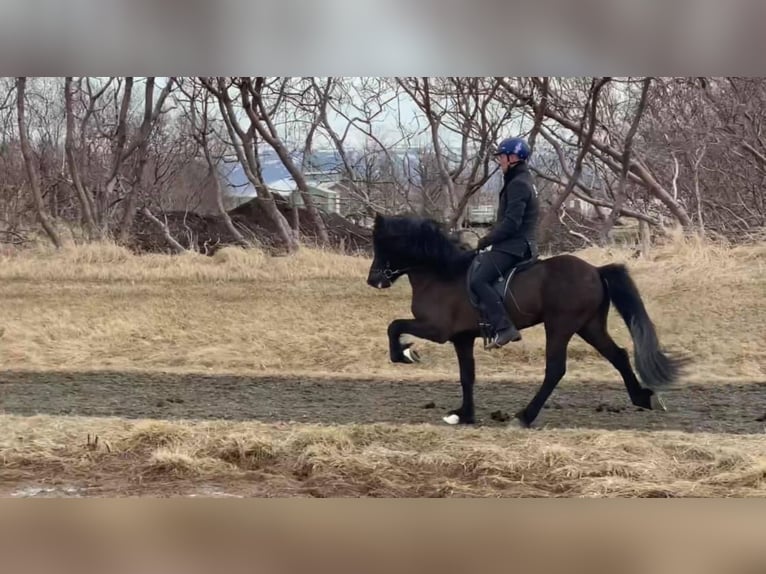 Pony Islandese Stallone in Lochen am See