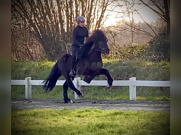 Pony Islandese Stallone in Lochen am See