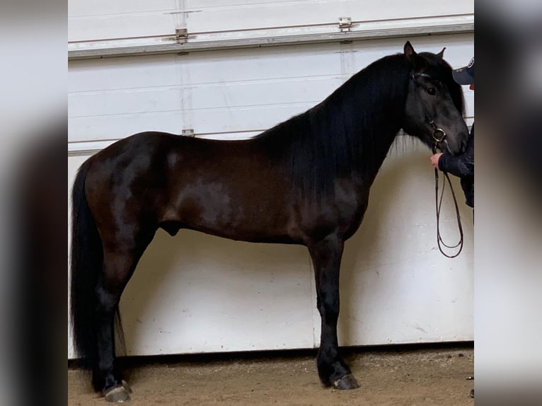 Pony Islandese Stallone in Lochen am See
