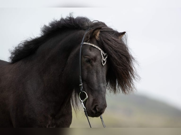 Pony Islandese Stallone in Schwarmstedt