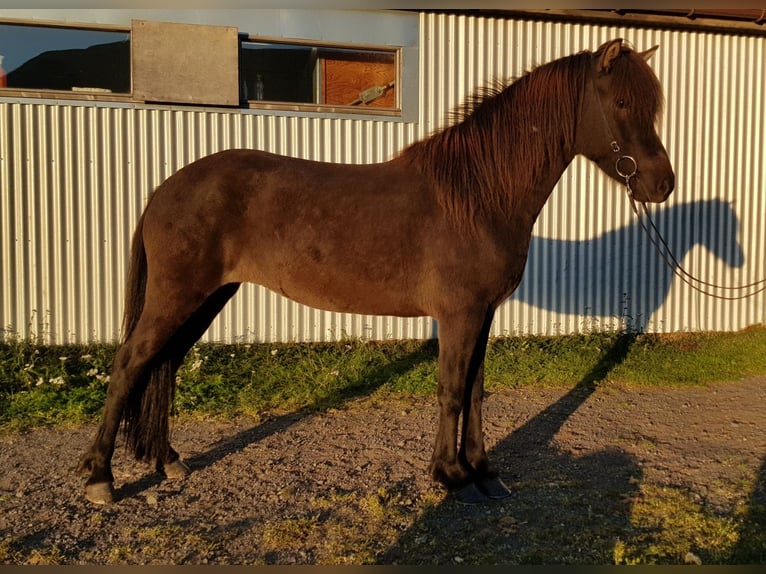Pony Islandese Stallone in Schwarmstedt
