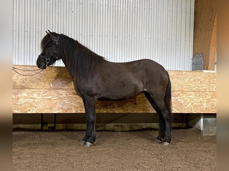 Pony Islandese Stallone in Schwarmstedt
