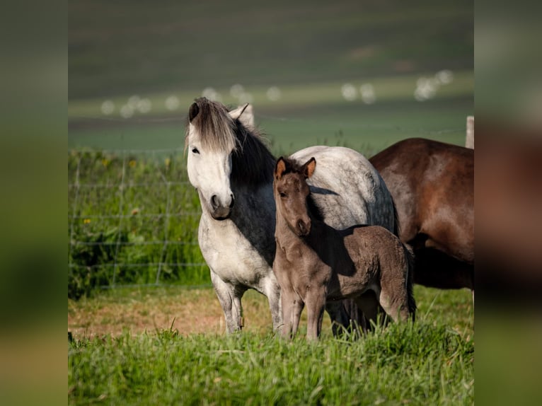 Pony Islandese Stallone in Schwarmstedt