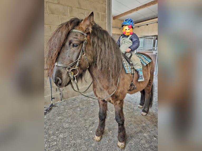 Pony Islandese Stallone in Schwarmstedt