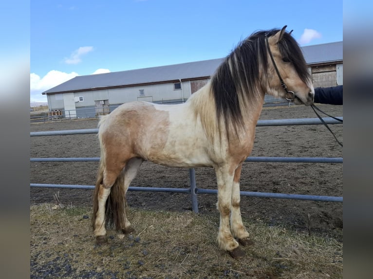Pony Islandese Stallone in Schwarmstedt