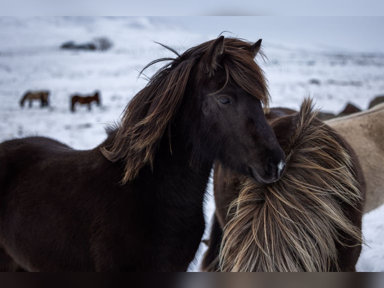 Pony Islandese Stallone in Schwarmstedt
