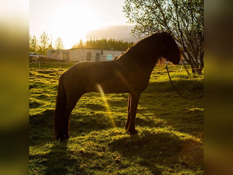 Pony Islandese Stallone in Schwarmstedt