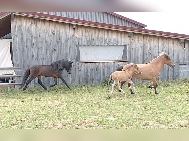 Pony Islandese Stallone in Tann