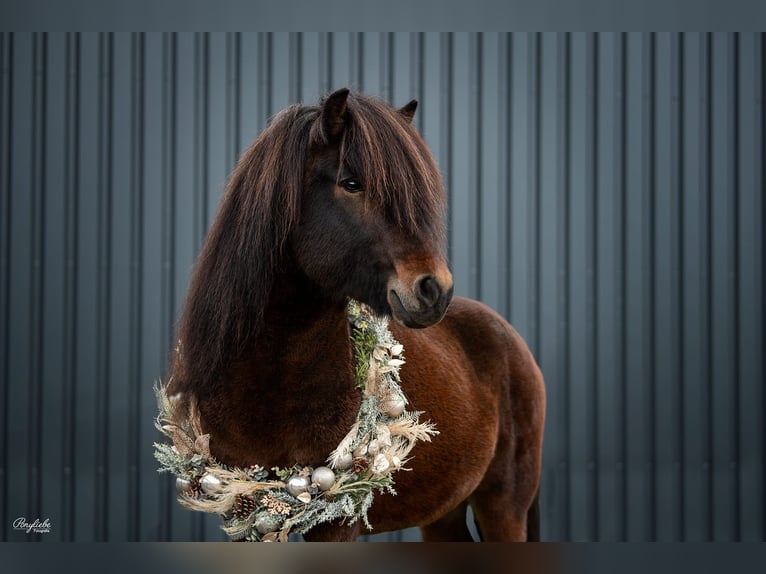 Pony Islandese Stallone in Tann