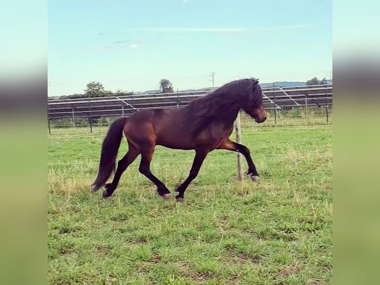 Pony Islandese Stallone in Tann