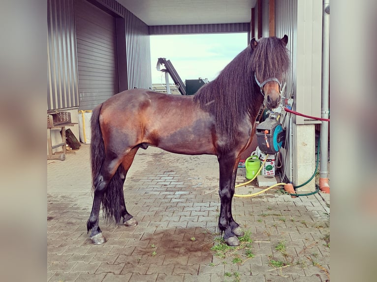 Pony Islandese Stallone in Tann