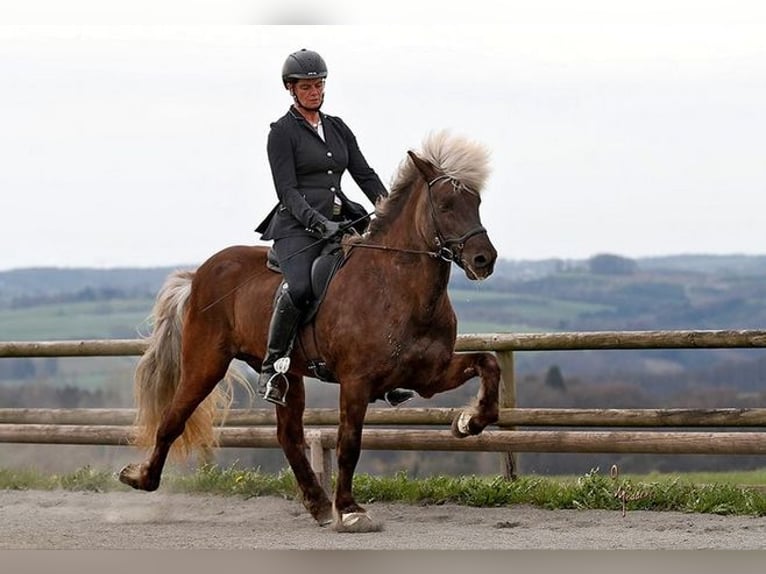 Pony Islandese Stallone  in Euskirchen