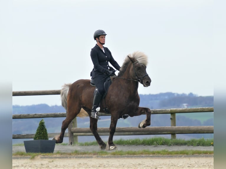 Pony Islandese Stallone  in Blankenheim
