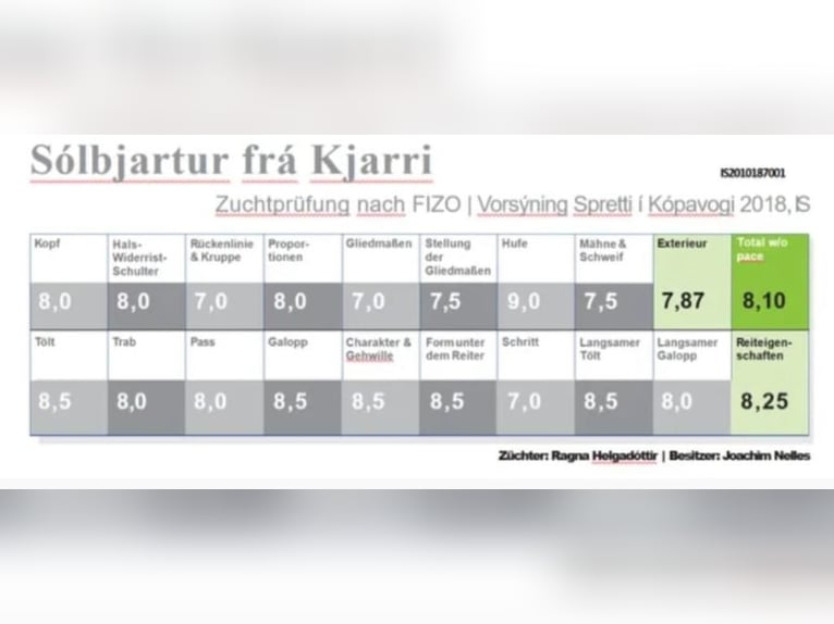 Pony Islandese Stallone  in Blankenheim