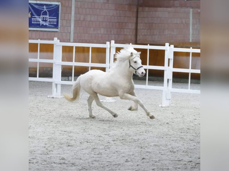 Pony Islandese Stallone Cremello in Euskirchen