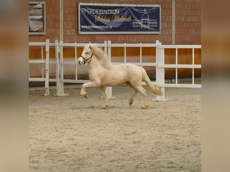 Pony Islandese Stallone Cremello in Euskirchen
