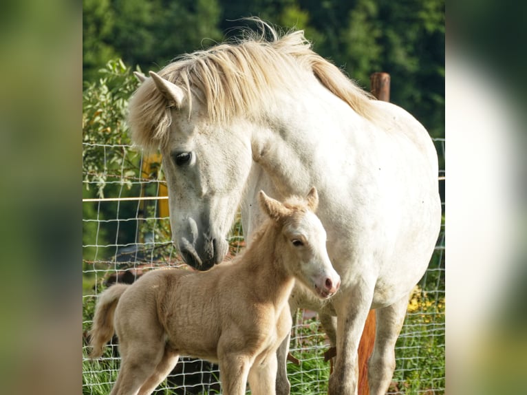 Pony Islandese Stallone Cremello in Euskirchen