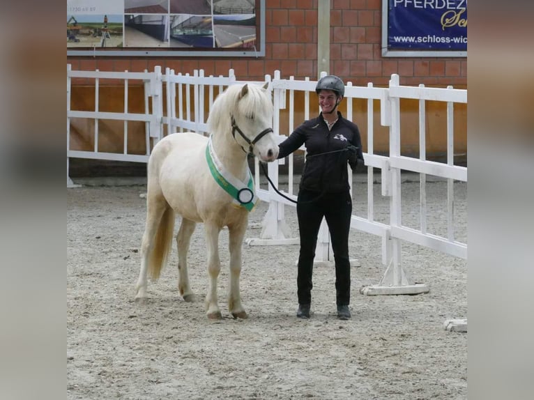 Pony Islandese Stallone Cremello in Euskirchen