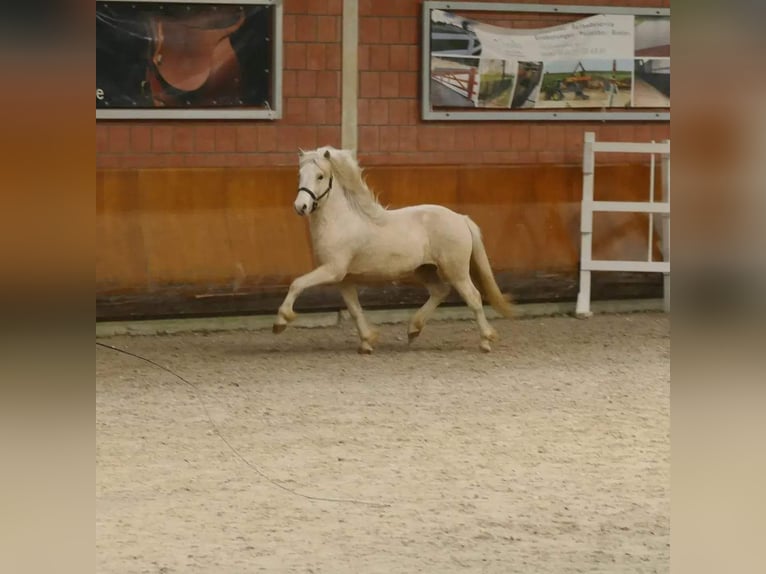 Pony Islandese Stallone Cremello in Euskirchen