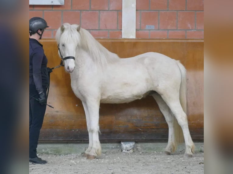 Pony Islandese Stallone Cremello in Euskirchen