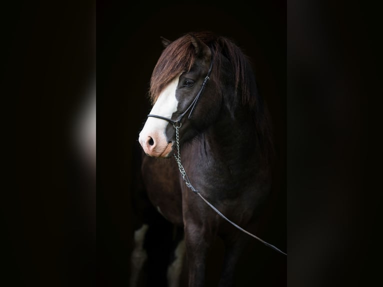 Pony Islandese Stallone Cremello in Euskirchen