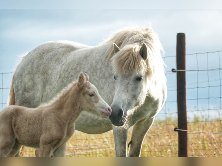 Pony Islandese Stallone Cremello in Euskirchen