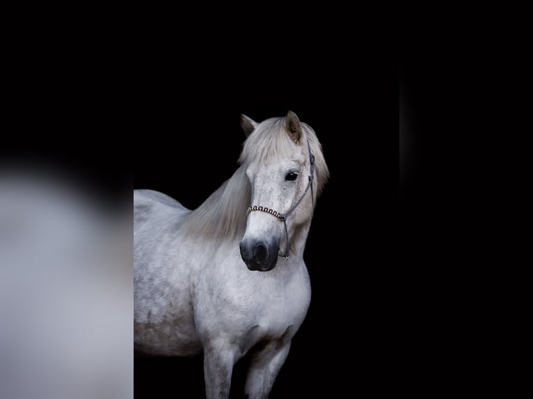 Pony Islandese Stallone Cremello in Euskirchen