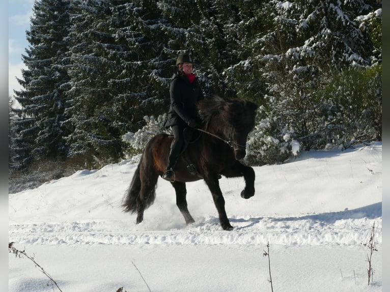 Pony Islandese Stallone Morello in Euskirchen