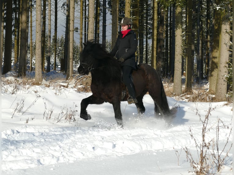 Pony Islandese Stallone Morello in Euskirchen