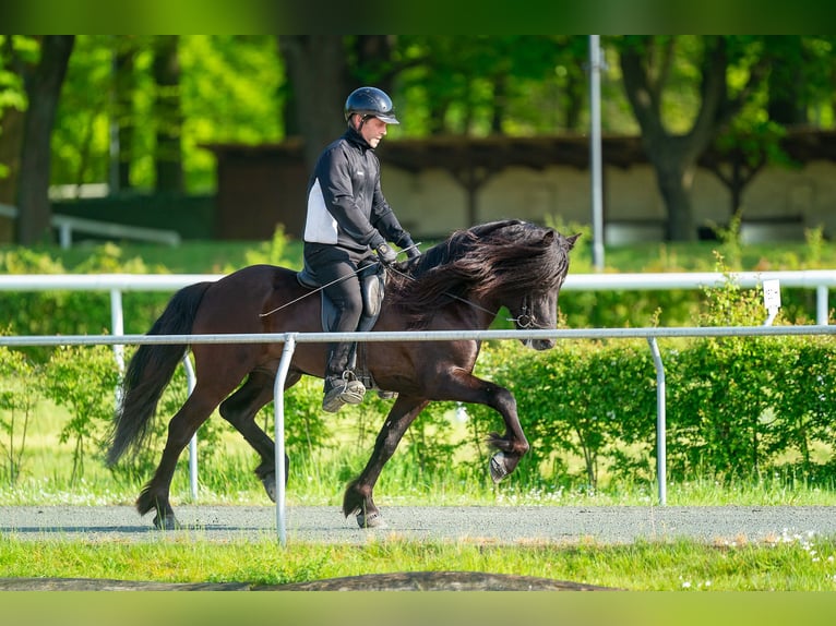 Pony Islandese Stallone Morello in Lochen am See