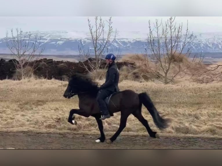 Pony Islandese Stallone Morello in Lochen am See
