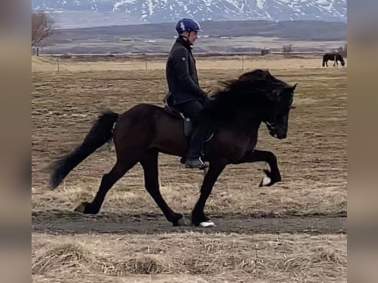 Pony Islandese Stallone Morello in Lochen am See