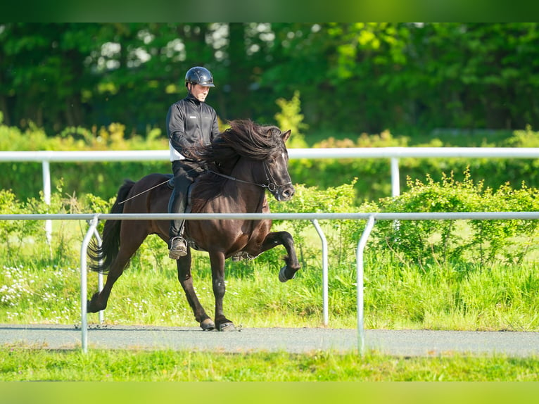 Pony Islandese Stallone Morello in Lochen am See