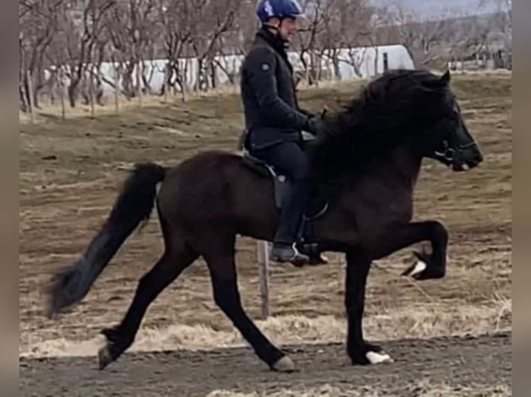 Pony Islandese Stallone Morello in Mining