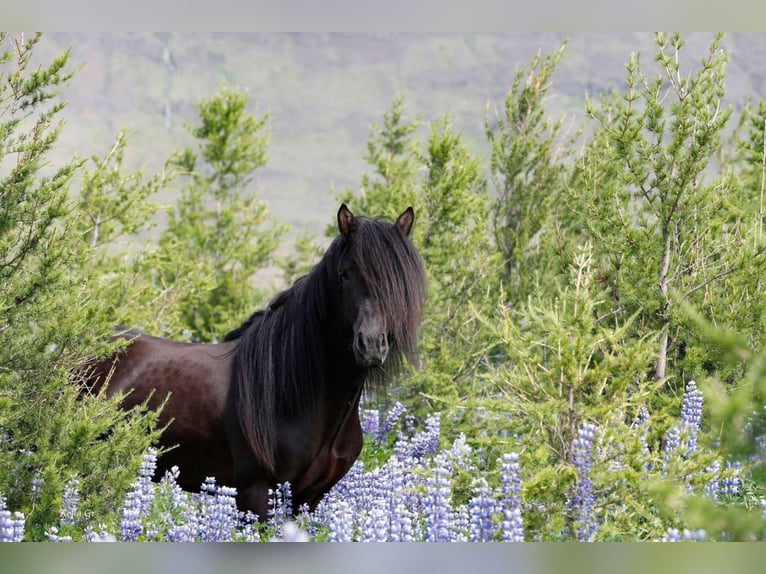 Pony Islandese Stallone Morello in Mining
