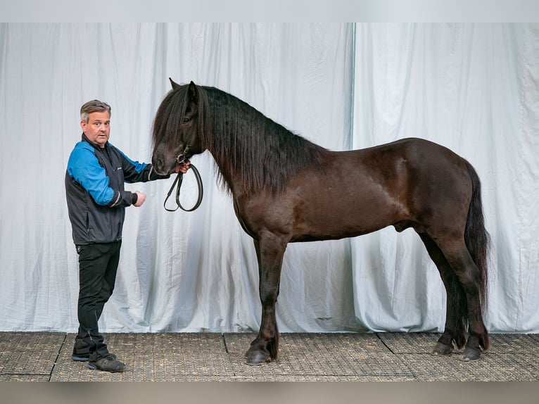 Pony Islandese Stallone Morello in Mining
