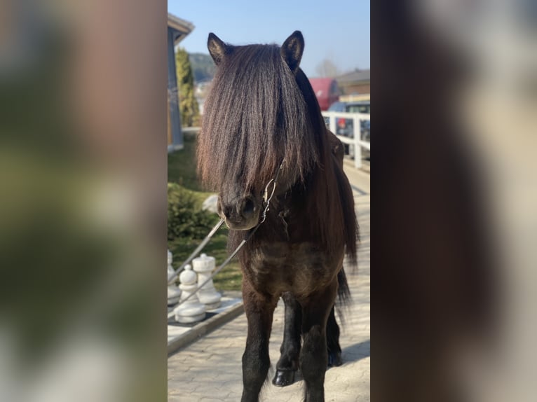 Pony Islandese Stallone Morello in Mining