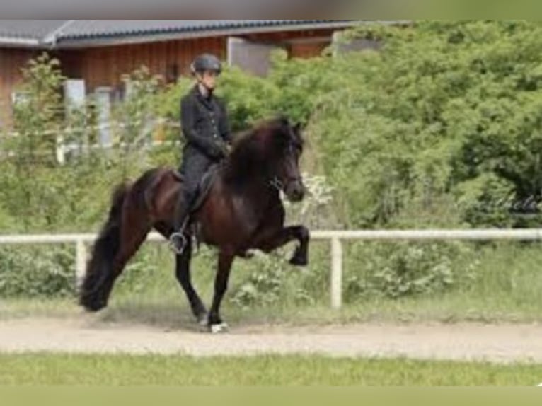 Pony Islandese Stallone Morello in Crailsheim